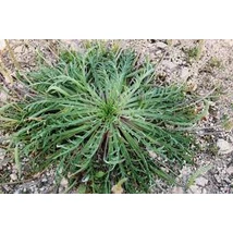 Bio szarvasagancs útifű (Plantago coronopus)