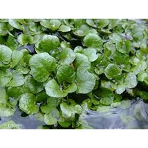 Bio vízitorma (Nasturtium officinale)