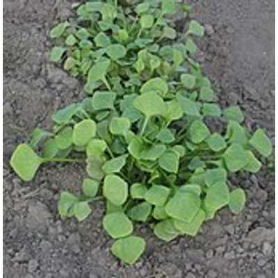 Téli porcsin Monthya perfoliata syn. Claytonia perfoliata)