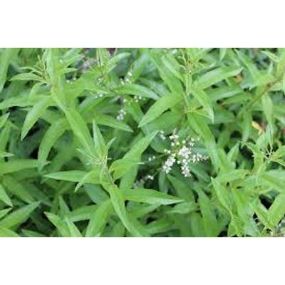 Citromverbéna (Lippia citriodora)