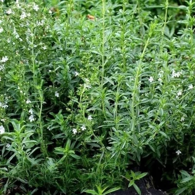 Borsikafű - egynyári (Satureja hortensis)