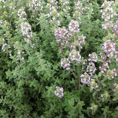 Citromillatú kakukkfű (Thymus citriodorus)