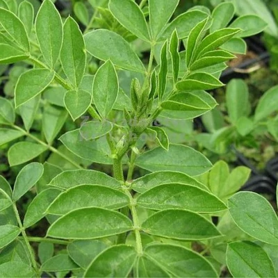 Édesgyökér (Glycyrrhiza glabra)