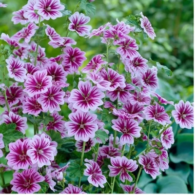 Erdei mályva (Malva sylvestris)
