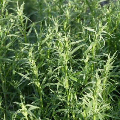 Francia tárkony (Artemisia dranunculus)