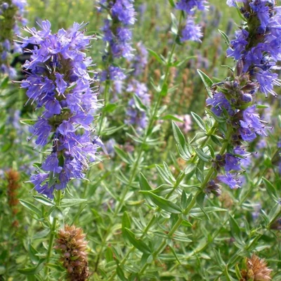 Izsóp (Hyssopus officinalis)