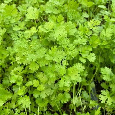 Koriander (Coriandrum sativum)