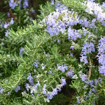 Kúszó rozmaring (Rosmarinus officinalis Prostratus)