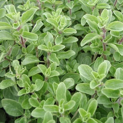 Majoránna (Origanum majorana)