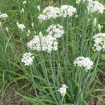 Metélő fokhagyma (Allium tuberosum)