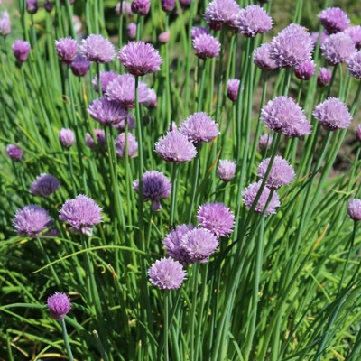 Metélőhagyma (Allium schoeneprasum)