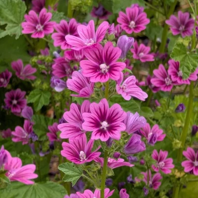 Mór mályva (Malva sylvestris ssp. mauritiana)