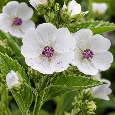 Orvosi ziliz - fehér mályva (Althaea officinalis)