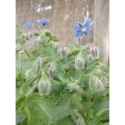Borágó (Borago officinalis)