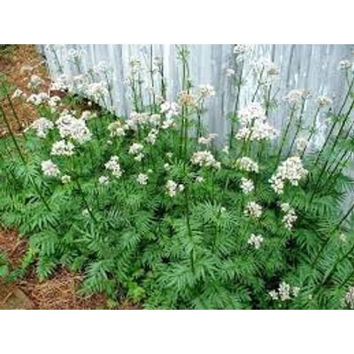 Macskagyökér (Valleriana officinalis)