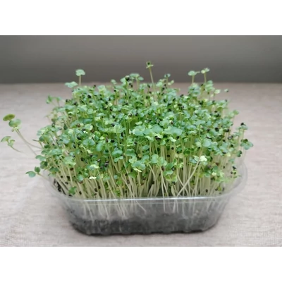 Pak choi mikrozöld