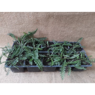 Mezei cickafark (Achillea collina 'Proa') 10 db-os pakk