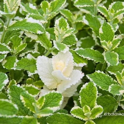 Ananászmenta (Mentha suaveolens)