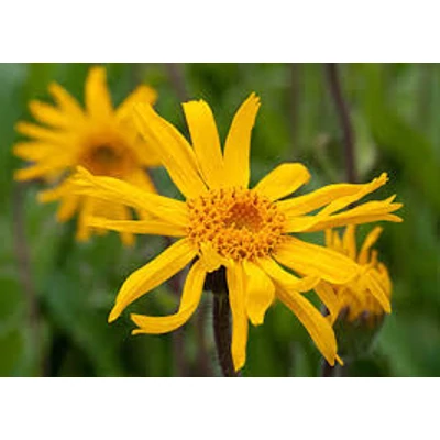 Hegyi árnika (Arnica montana)