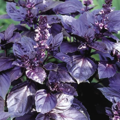 Bíbor bazsalikom (Ocimum basilicum var. purpurascens) 