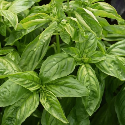 Genovai bazsalikom (Ocimum basilicum Genovese) 