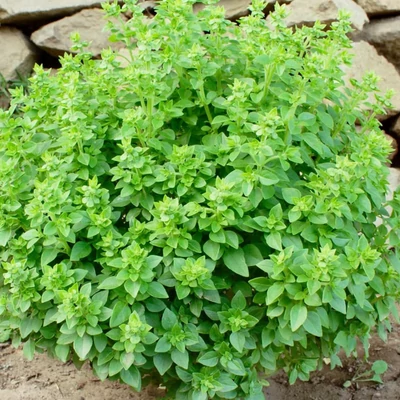 Görögbazsalikom - Bokorbazsalikom (Ocimum basilicum minimum)