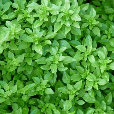 Görög bazsalikom - Minette (Ocimum basilicum var. minimum)