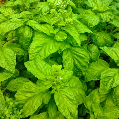 Nápolyi bazsalikom - Salátalevelű bazsalikom (Ocimum basilicum Napolitano)