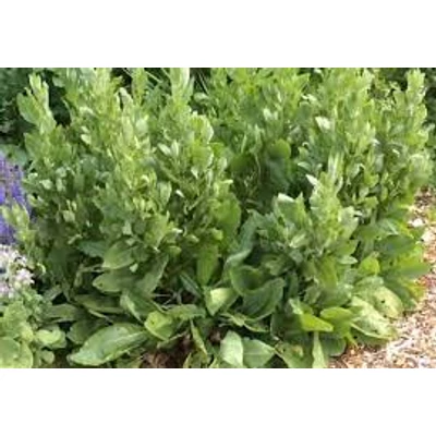 Boldogasszony tenyere (Chrysanthemum balsamita) bio