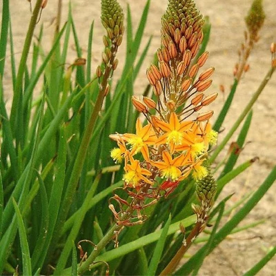 Bulbina-hagymásgyökér (Bulbine frutescens)