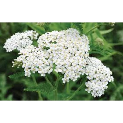 Mezei cickafark (Achillea collina 'Proa')