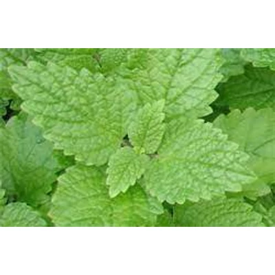 Citromfű (Melissa officinalis)