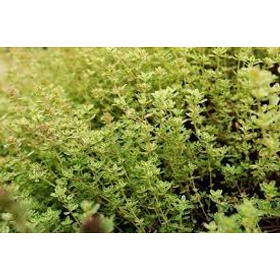 Citromillatú kakukkfű (Thymus citriodorus)