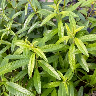 Citromverbéna (Lippia citriodora)