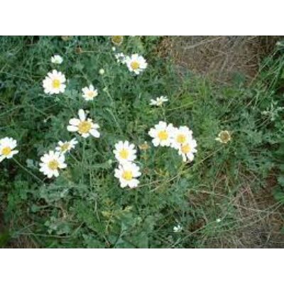 Dalmát rovarporvirág (Chrysanthemum cineriaefolium)