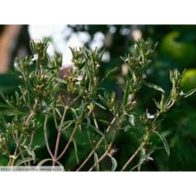 Borsikafű-egynyári (Satureja hortensis)