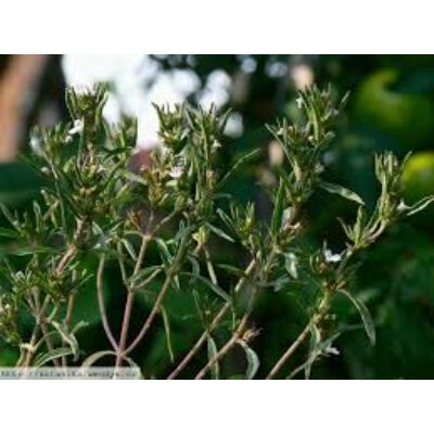 Borsikafű-egynyári (Satureja hortensis)