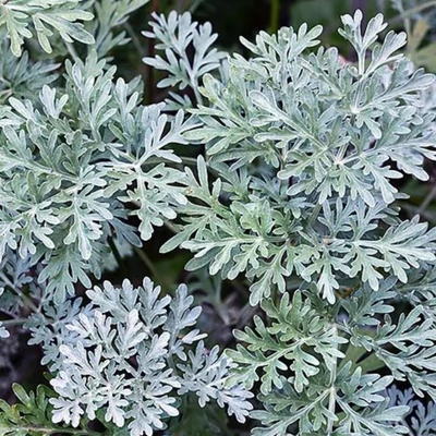 Fehér üröm (Artemisia absinthium)
