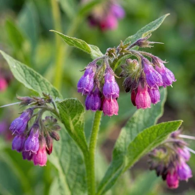 Fekete nadálytő (Symphytum officinale)