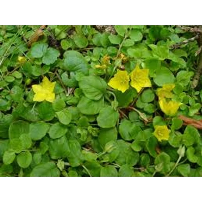 Fillérfű (Lysimachia nummularia)