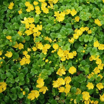 Fillérfű (Lysimachia nummularia)