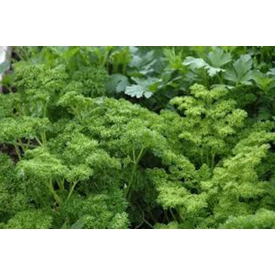 Metélőpetrezselyem -simalevelű (Petrosilenum crispum var. Neapolitanum)
