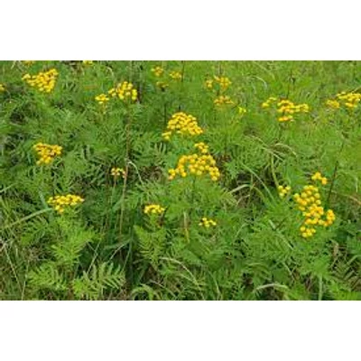 Gilisztaűző varádics (Tanacetum vulgare)