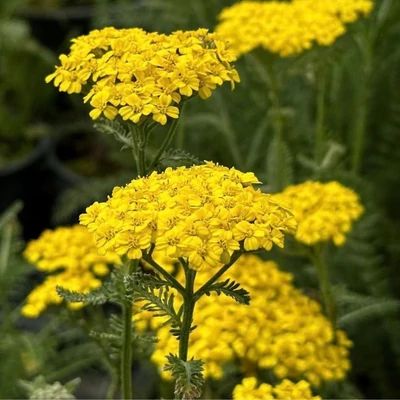 Gilisztaűző varádics (Tanacetum vulgare)