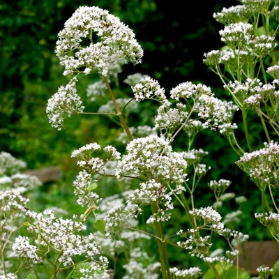 Macskagyökér (Valleriana officinalis)