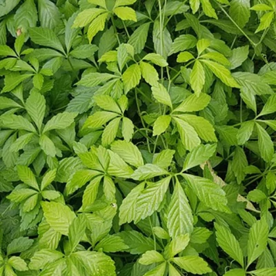 Halhatatlanság növénye (Gynostemma pentaphyllum)