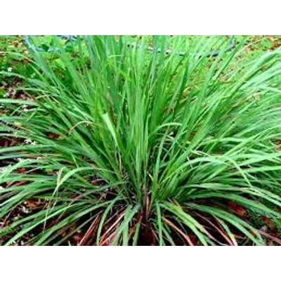 Indiai citromfű (Cymbopogon citratus)