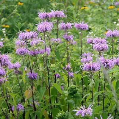 Indiáncsalán (Monarda fistulosa)