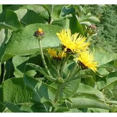 Inula (Inula helenium)