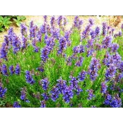 Izsóp (Hyssopus officinalis)